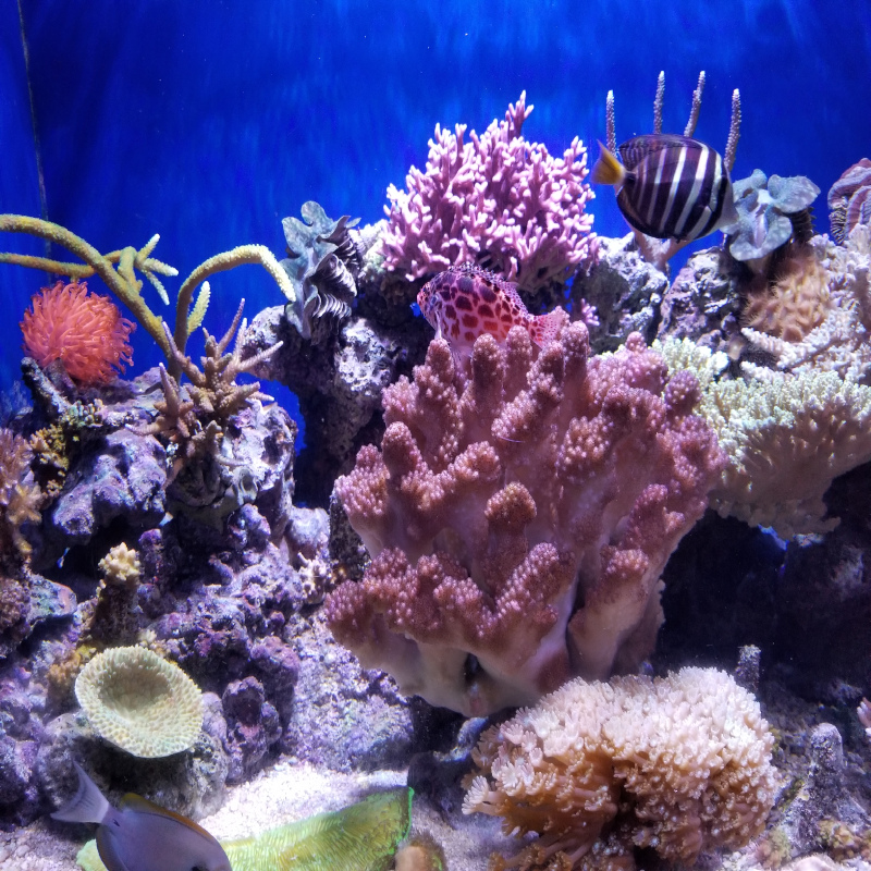 reef tank