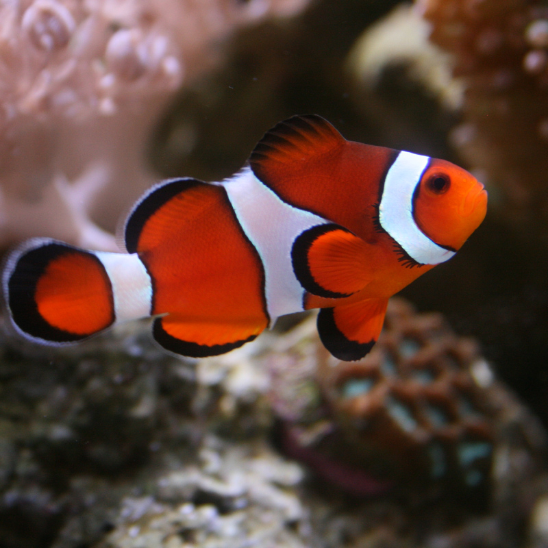 clownfish800x800