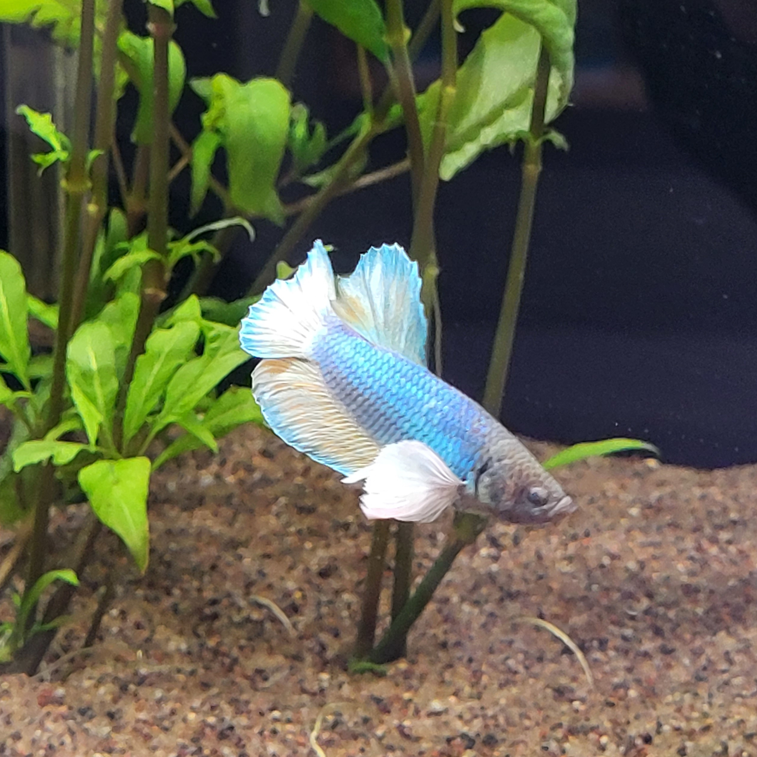 betta2